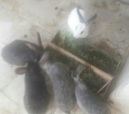 5 boyuk dosan (4u disi_1i erkek)bes bala dosan iki ayliq 50 azn