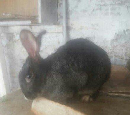 5 boyuk dosan (4u disi_1i erkek)bes bala dosan iki ayliq 50 azn