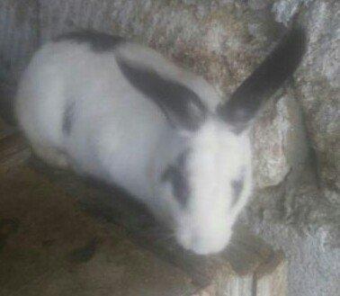 5 boyuk dosan (4u disi_1i erkek)bes bala dosan iki ayliq 50 azn