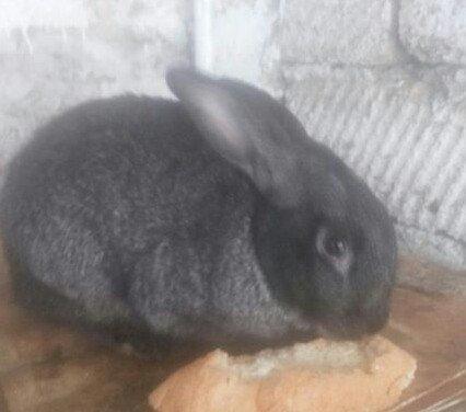 5 boyuk dosan (4u disi_1i erkek)bes bala dosan iki ayliq 50 azn