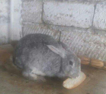 5 boyuk dosan (4u disi_1i erkek)bes bala dosan iki ayliq 50 azn