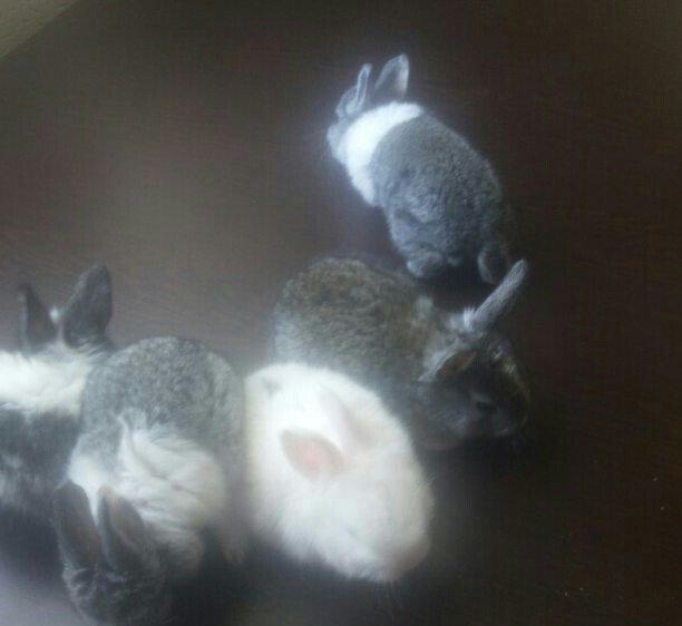 5 boyuk dosan (4u disi_1i erkek)bes bala dosan iki ayliq 50 azn