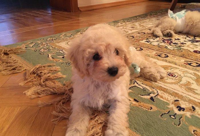 2ayliq pudel balalari. Iyne ve dermanlari edilib. Erkek tund disi ag r