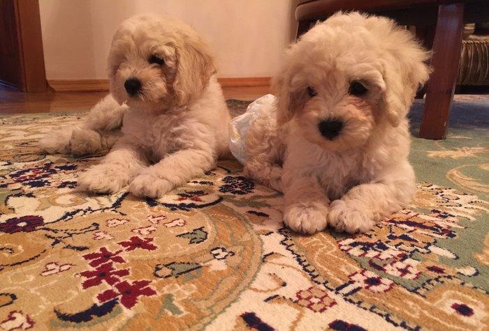 2ayliq pudel balalari. Iyne ve dermanlari edilib. Erkek tund disi ag r