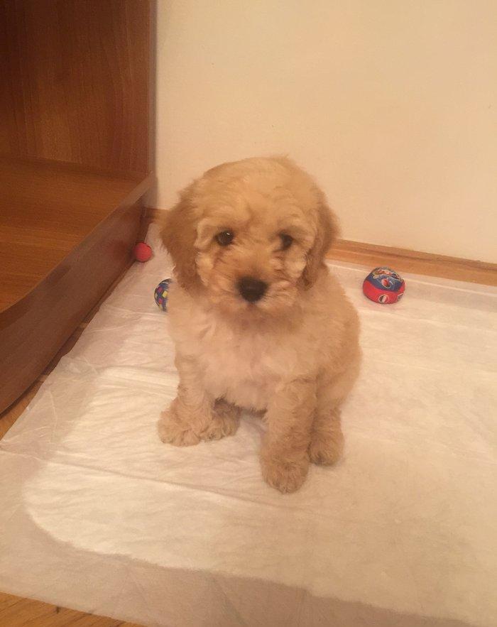 2ayliq pudel balalari. Iyne ve dermanlari edilib. Erkek tund disi ag r