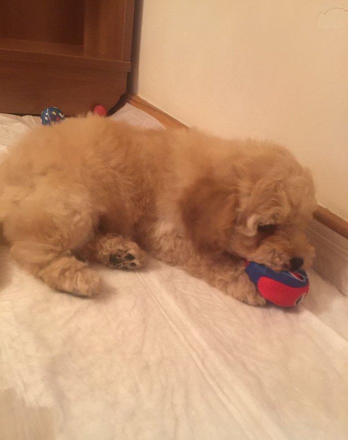 2ayliq pudel balalari. Iyne ve dermanlari edilib. Erkek tund disi ag r