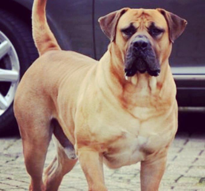 Boerbole balası satılır 1 dişi bala qalıb 2 ay 7 günlük balanın burda