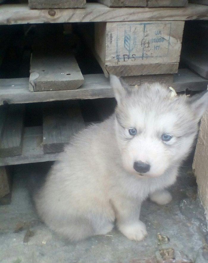 Сибирский хаски окрас серый и бежевый от рождения один месяц 400 манат