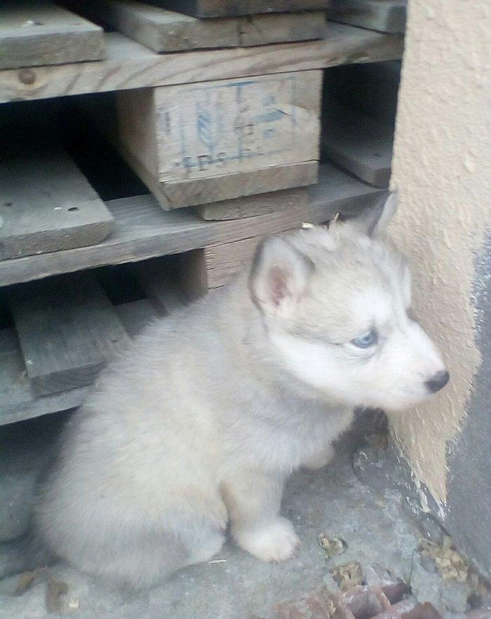 Сибирский хаски окрас серый и бежевый от рождения один месяц 400 манат