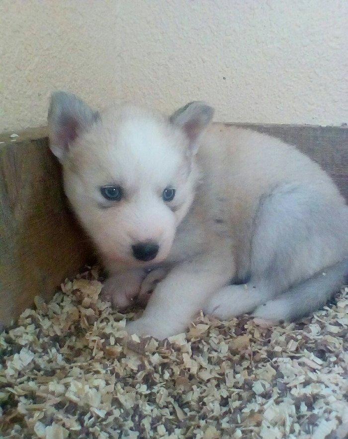 Сибирский хаски окрас серый и бежевый от рождения один месяц 400 манат