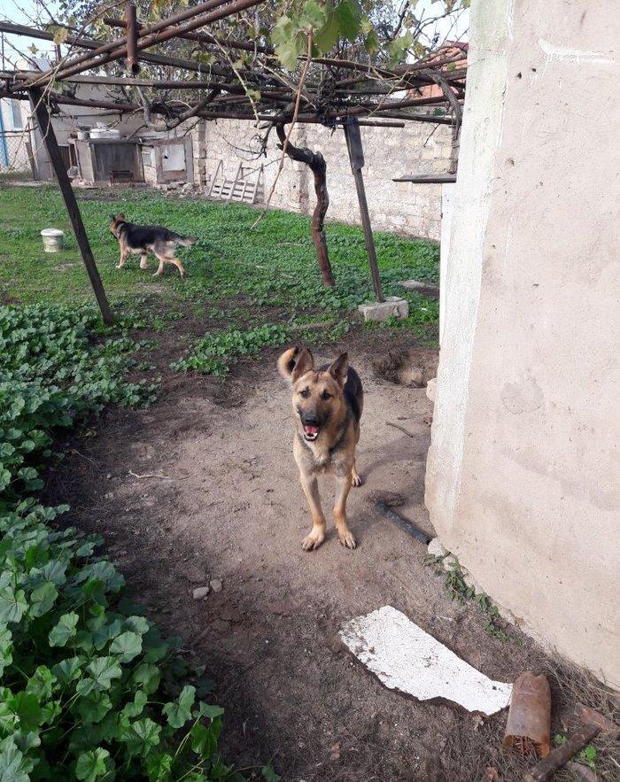 salam tecili satilir xarice gedirem ona gore bala vaxtindan ozumde