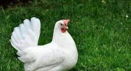 bu sort xarkov etlik sortudur.18 gunlukdur.cin kimi dirler.butun lazim