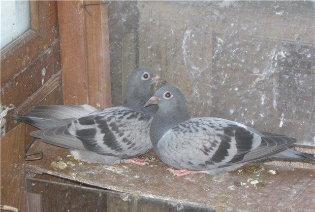 pradaiu  pachTovix  golubei ...  rasa  G A R E J I ... cena