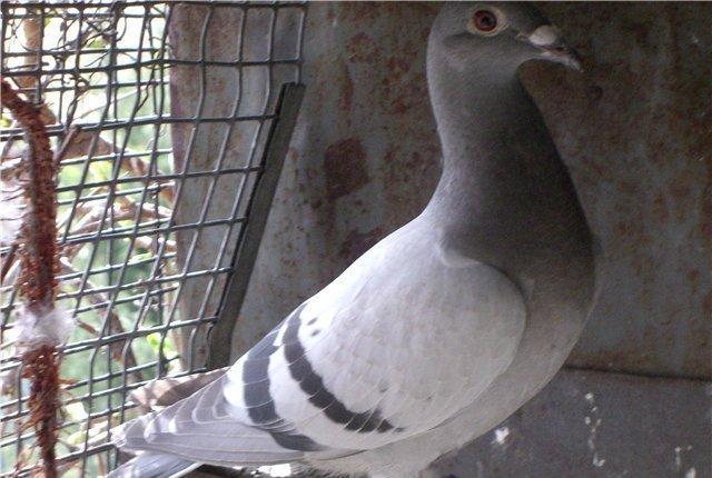 pradaiu  pachTovix  golubei ...  rasa  G A R E J I ... cena