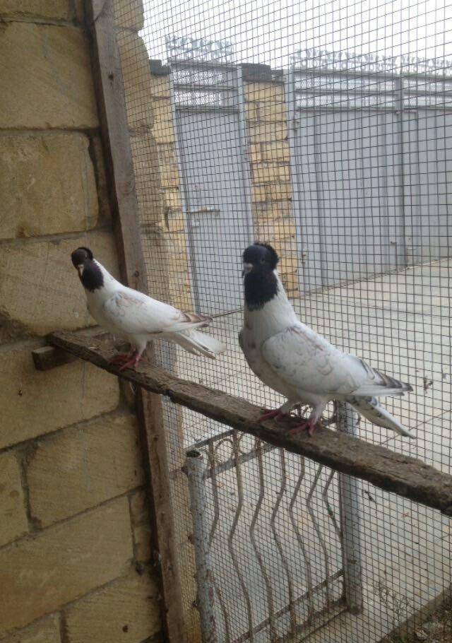hazır bala veren damazlığ qara bawlardı tecılı satılır 16..17 tuk keki