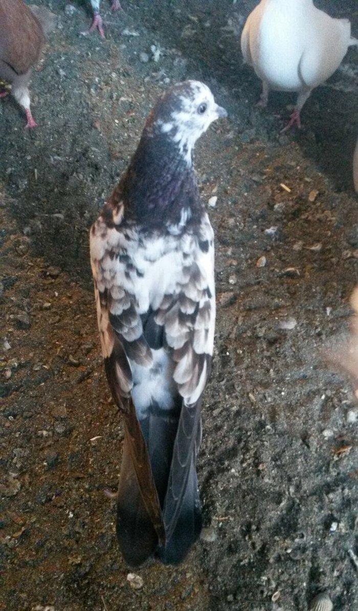 kovan baladir Çiller'in altından cixib ciddi olan narahat etsin wp var