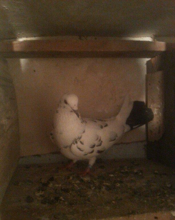 qizgin erkekdi uzun quwdu 15 16 quyruqduTutulmadi isteyen wp yaza bil