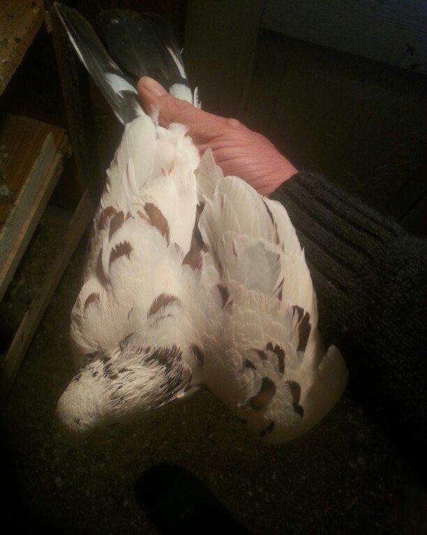 qizgin erkekdi uzun quwdu 15 16 quyruqduTutulmadi isteyen wp yaza bil