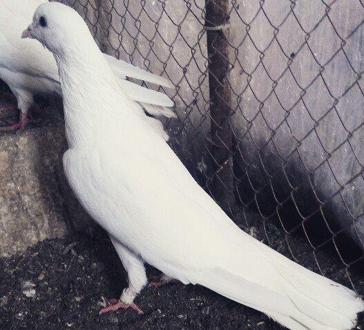 Ag uzun maya göz qabaginda ayaginda znaki var ciddi olmayan narahat et