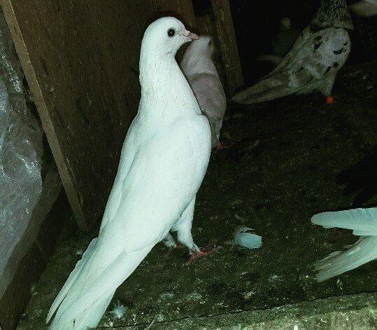 Ag uzun maya göz qabaginda ayaginda znaki var ciddi olmayan narahat et