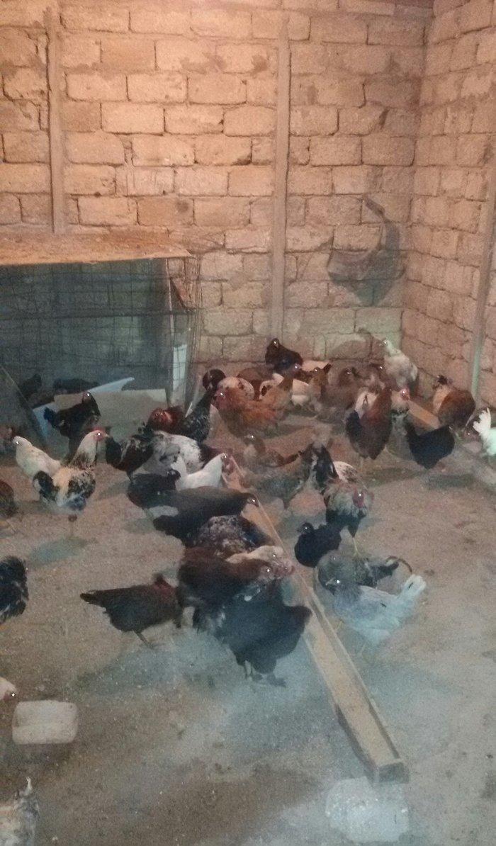 kənd çolpaları tam sağlamdırlar 60 70 ədəd olar hamısı bir yerdə satı