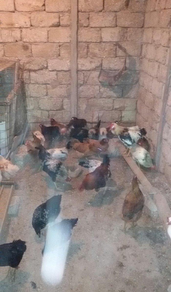 kənd çolpaları tam sağlamdırlar 60 70 ədəd olar hamısı bir yerdə satı