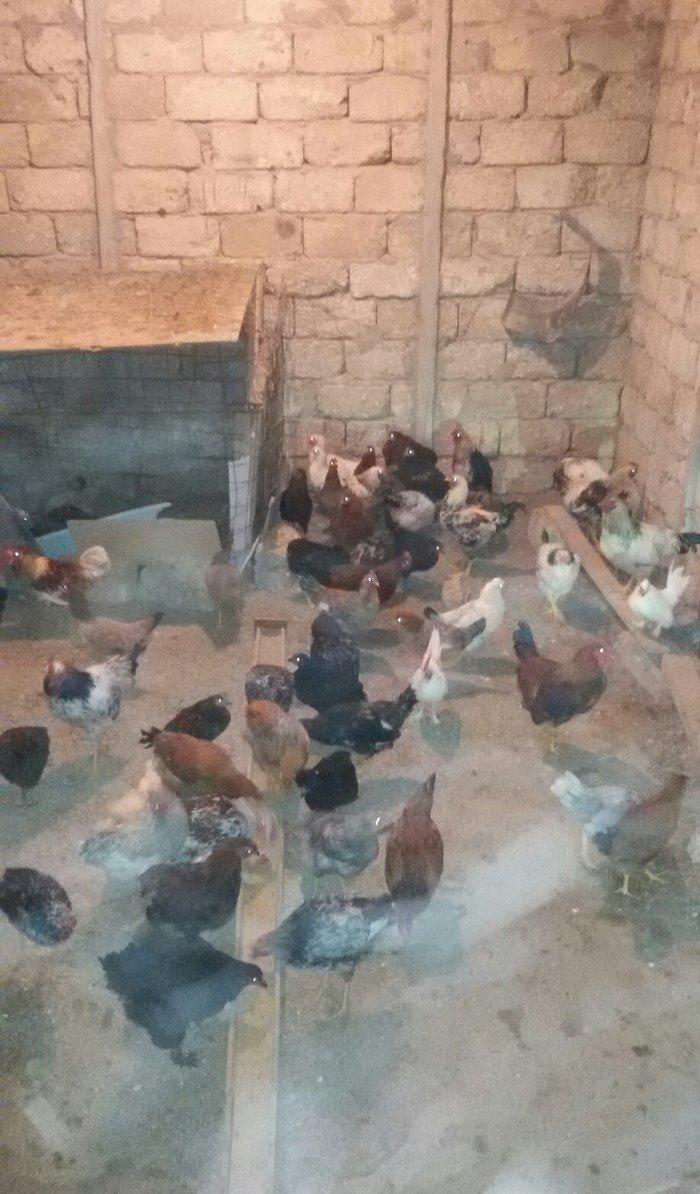 kənd çolpaları tam sağlamdırlar 60 70 ədəd olar hamısı bir yerdə satı