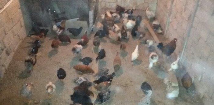 kənd çolpaları tam sağlamdırlar 60 70 ədəd olar hamısı bir yerdə satı