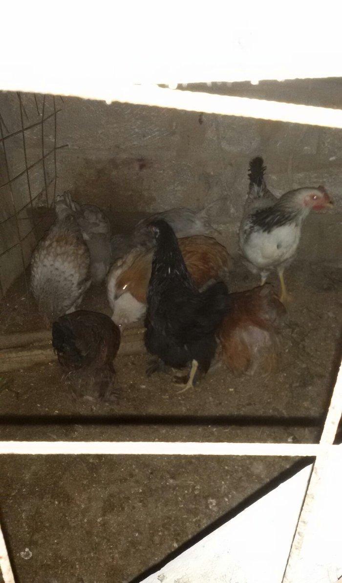 brama cücələri satılır 3 aylıqdırlar hamısı bir yerdə satılır real alı