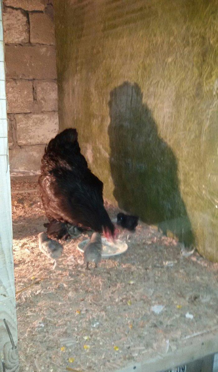 Brama cücələri 1 həvtəlikdirlər 1 ri 10 manata ata və anasının şəkillə