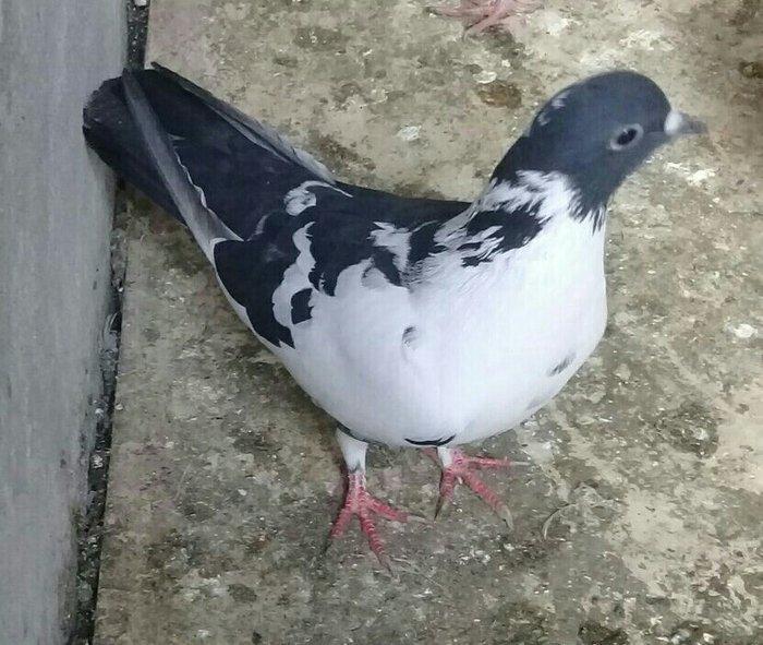 salam iki maya ikisi erkek satılır 4 dü 50 manata qiymet sondu vacapda