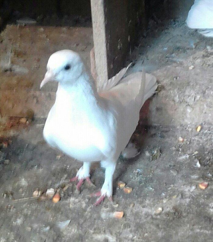 salam iki maya ikisi erkek satılır 4 dü 50 manata qiymet sondu vacapda