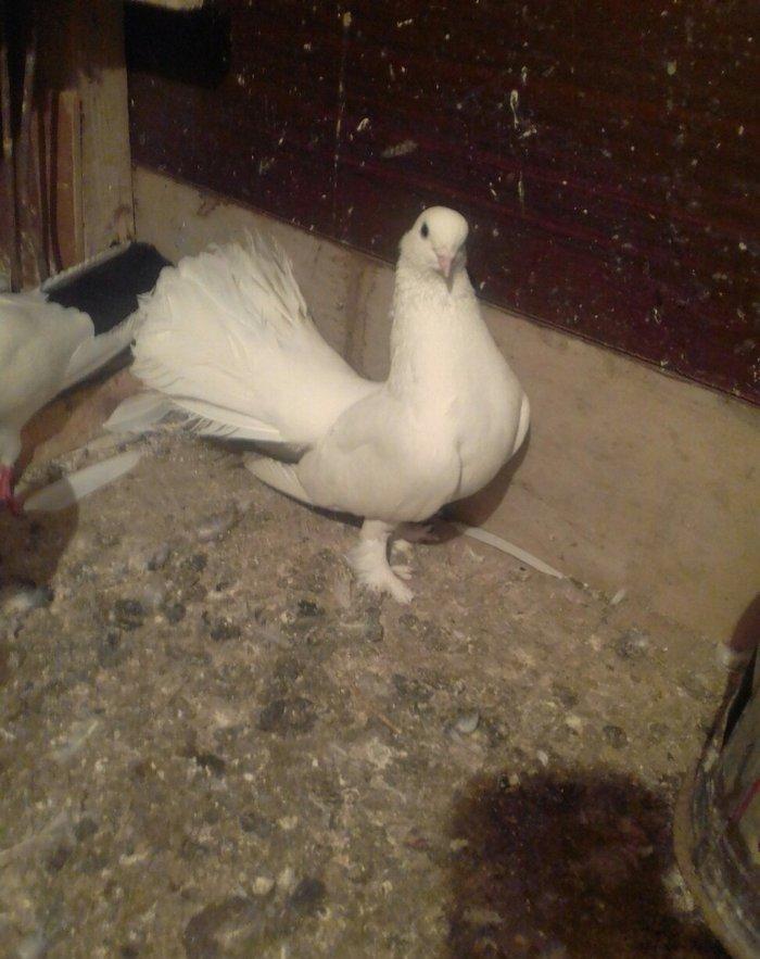 salam iki maya ikisi erkek satılır 4 dü 50 manata qiymet sondu vacapda