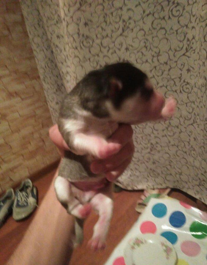 Xaski balalari temiz qan teze olublar. Anasinin atasinin sekli var bax