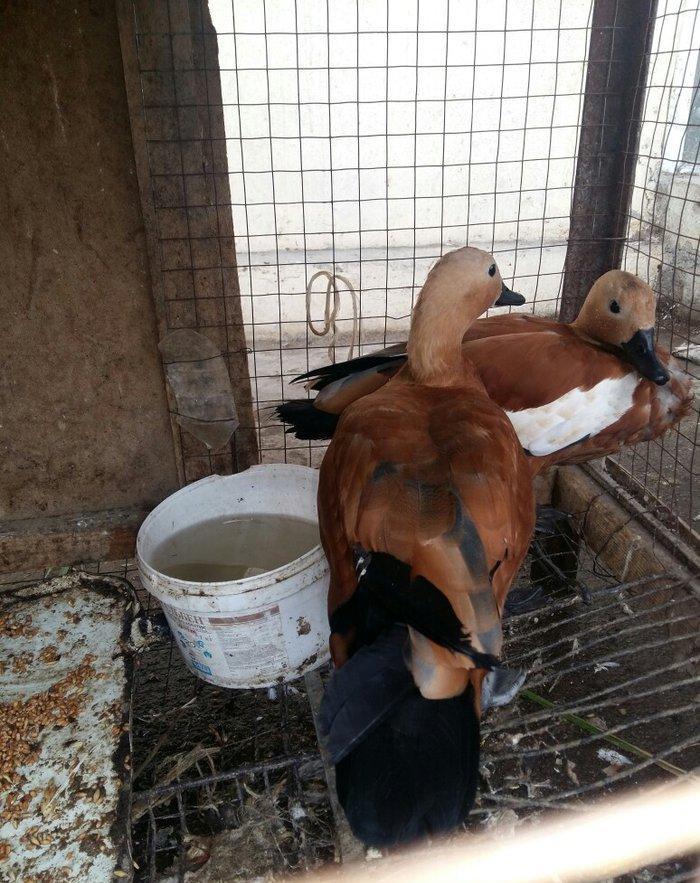 qizilqaz cutu 120m tam saqlamdilar fikri cidfi olanlar narahat ede bil