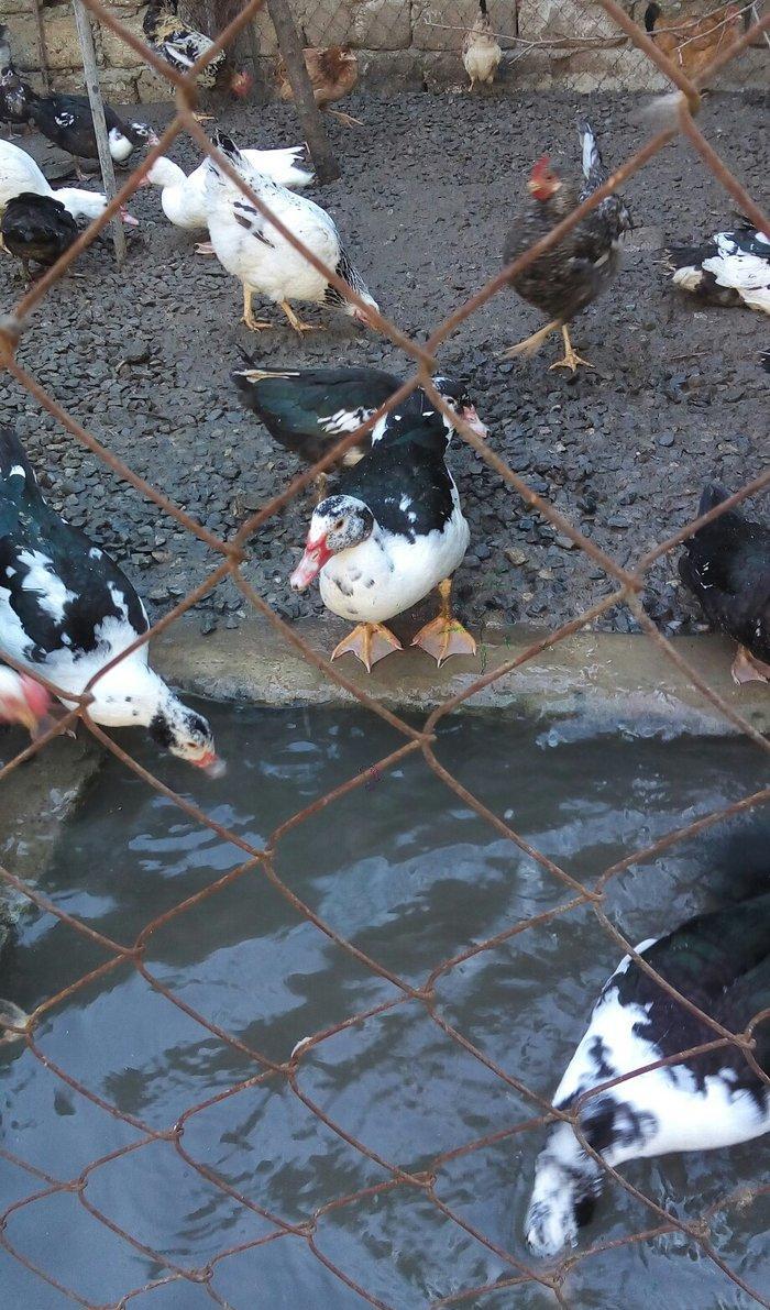 lal ördek 14 manata. hamısı ela.  esil kesilmeye yararlı yaxsı besleni