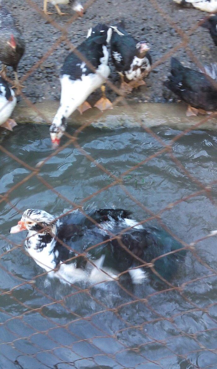 lal ördek 14 manata. hamısı ela.  esil kesilmeye yararlı yaxsı besleni