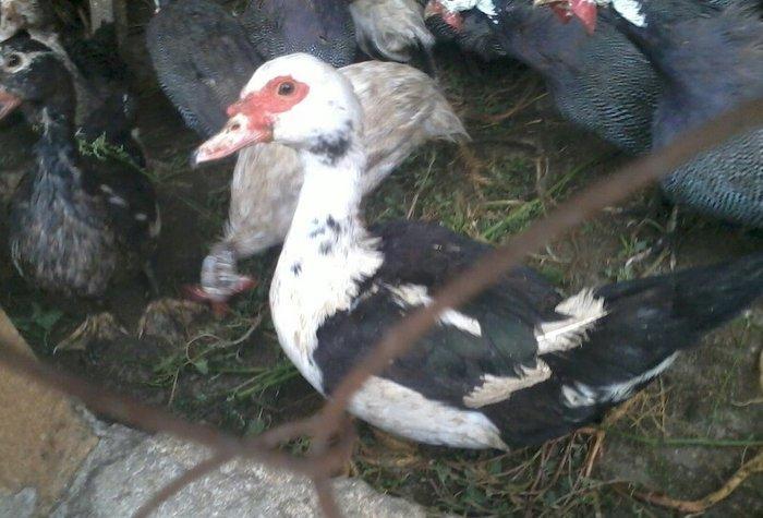 8 aylıq lal ördəklər tam sağlamdırlar. Heç bir xəstəliyi ya da proble