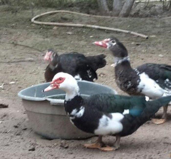 8 aylıq lal ördəklər tam sağlamdırlar. Heç bir xəstəliyi ya da proble