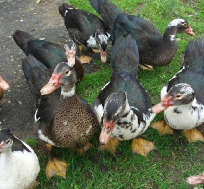 8 aylıq lal ördəklər tam sağlamdırlar. Heç bir xəstəliyi ya da proble