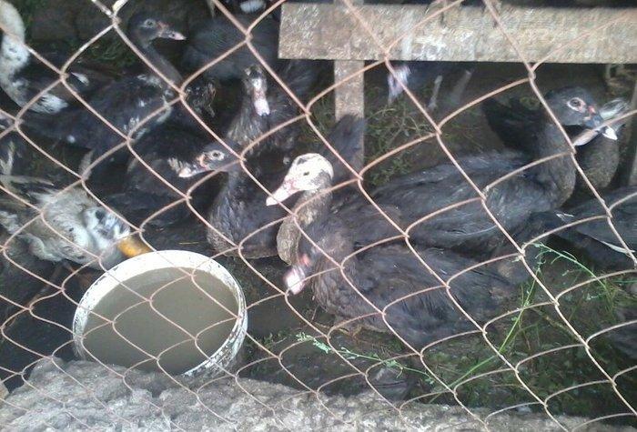 8 aylıq lal ördəklər tam sağlamdırlar. Heç bir xəstəliyi ya da proble