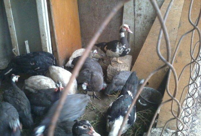 8 aylıq lal ördəklər tam sağlamdırlar. Heç bir xəstəliyi ya da proble