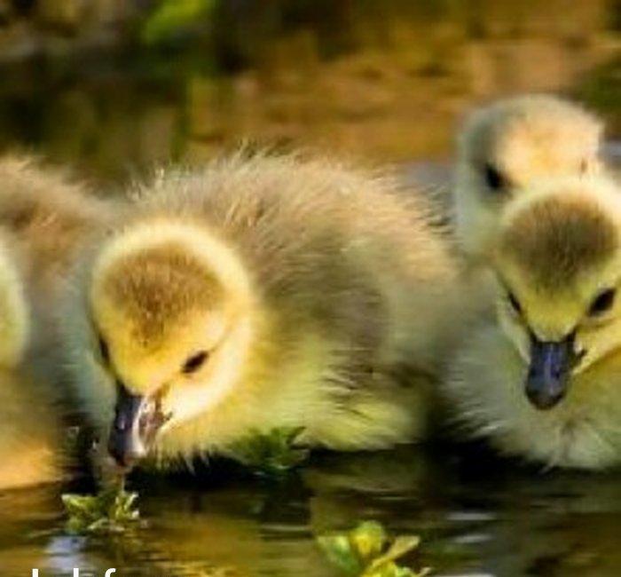 Aliram Kuban ,linda ,xalmagor qaz balasi aliram.  Kimde varsa elaqe sa