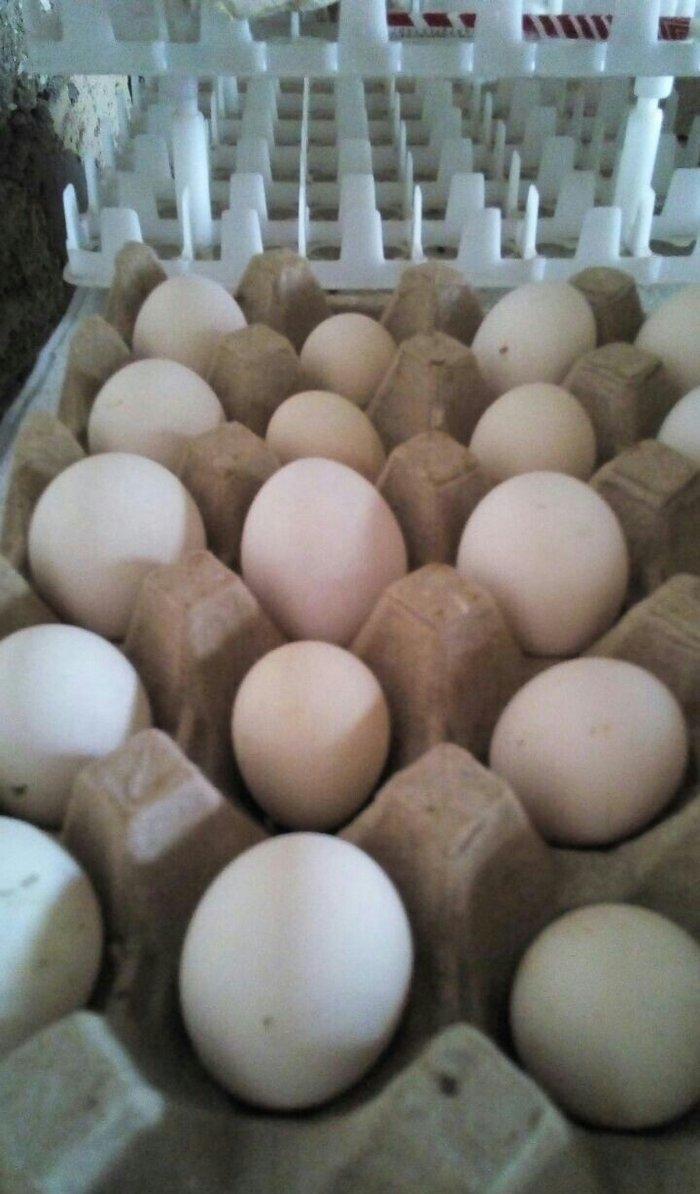 Kend Yumurtasi

Kənd toyuqlarının təzə yumurtası satılır. 1 ədəd 25 qə