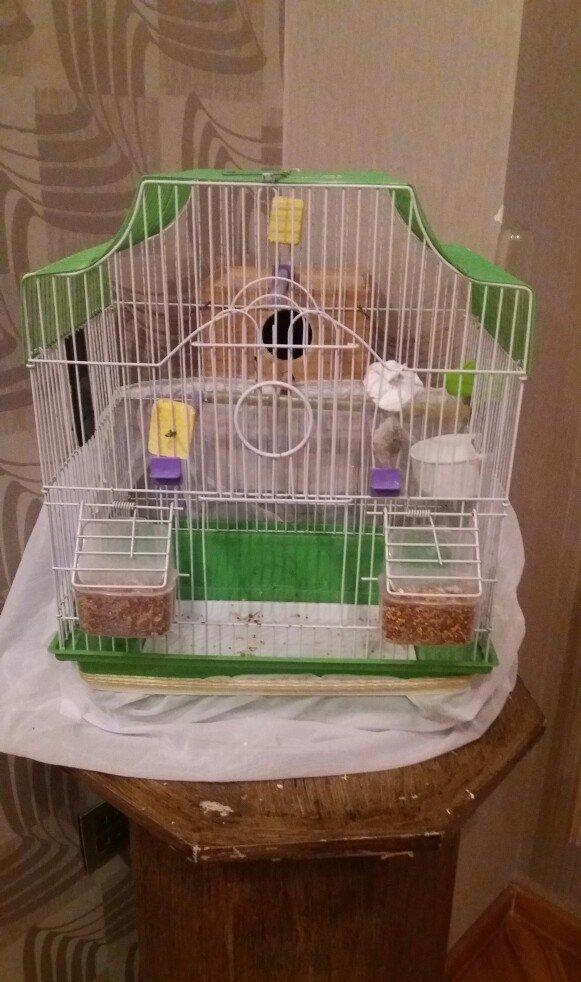 Papugay ucun gefes ela teze veziyetdedi bir ayin gefesidi satmaximin s