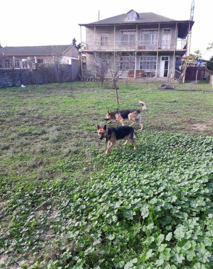 Salam tecili satilir xarice gedirem ona gore bala vaxtindan ozumde olu