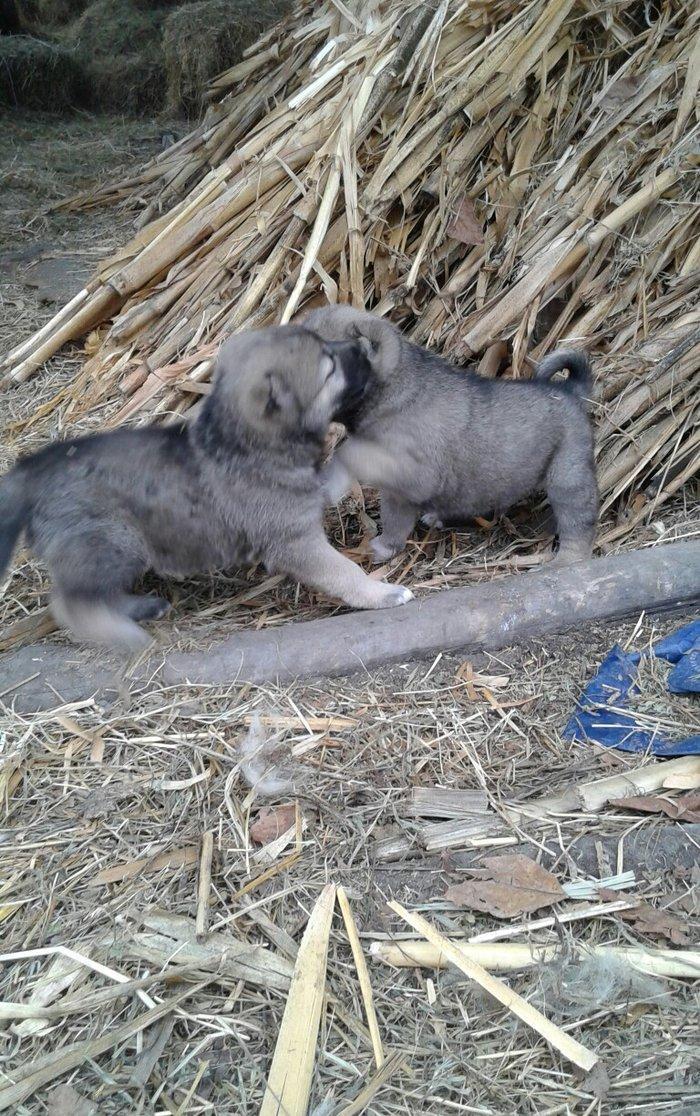 salam atasi kangal anasi coban iti super kucuklerdi 25 gunluk maraqlan