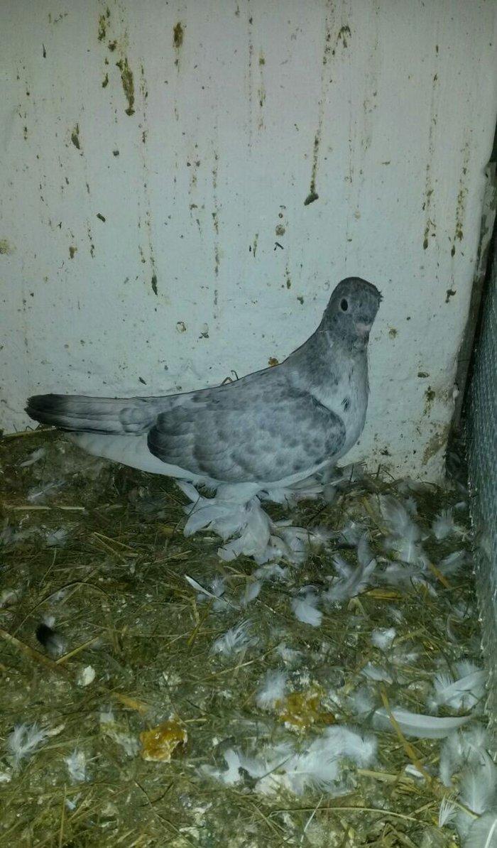 cut quslar biri ebresdi biri aq bas aq qened erkek maya cutunun qiymet