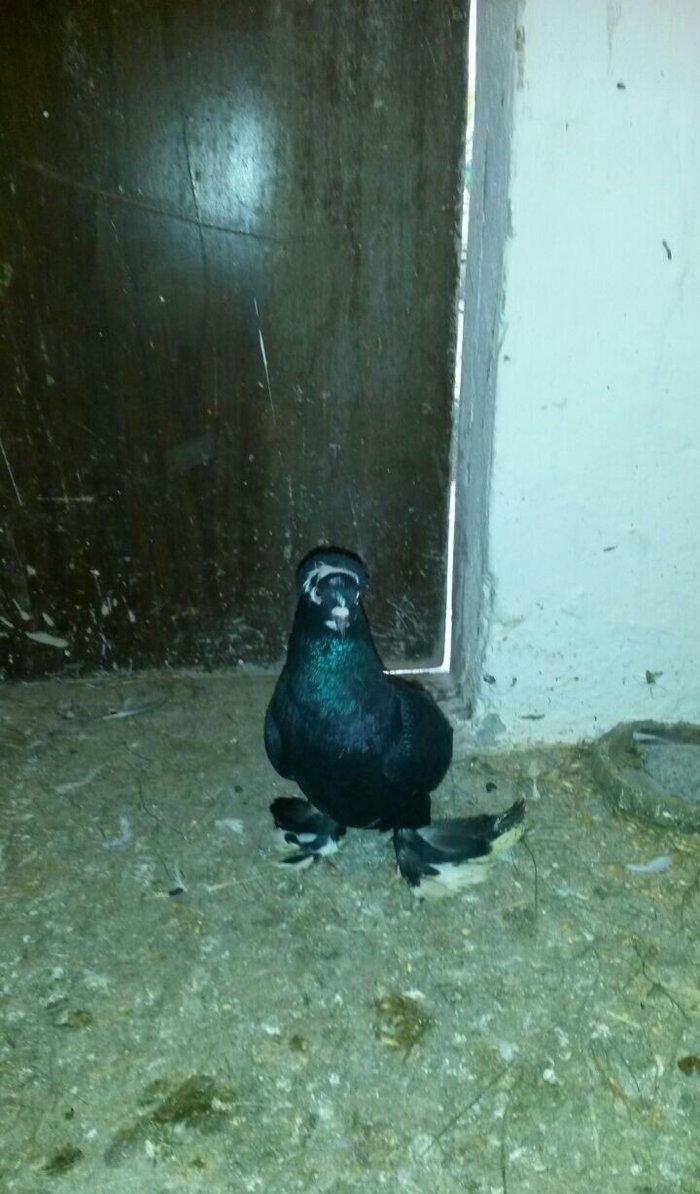 cut quslar biri ebresdi biri aq bas aq qened erkek maya cutunun qiymet