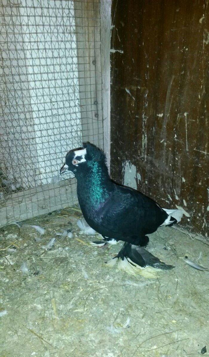 cut quslar biri ebresdi biri aq bas aq qened erkek maya cutunun qiymet